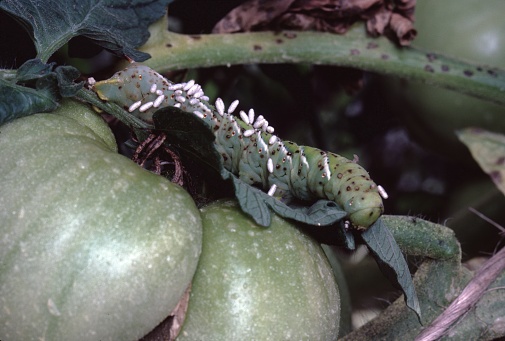 Tomato Hornworm Caterpillar with Silken Cocoons of Braconio Wasp (Manduca Quinquemaculata). Photographed by acclaimed wildlife photographer and writer, Dr. William J. Weber.