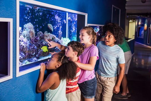 A group of four multi-ethnic children, two sets of siblings, visiting the aquarium. They are looking at a saltwater fish and coral exhibit. They are mixed ages, from 9 to 14 years old.