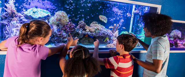 A group of four multi-ethnic children, two sets of siblings, visiting the aquarium. They are looking at a saltwater fish and coral exhibit. They are mixed ages, from 9 to 14 years old.