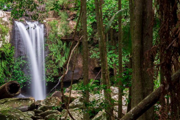 istock Curtis Falls in Mount Tamborine 950970760