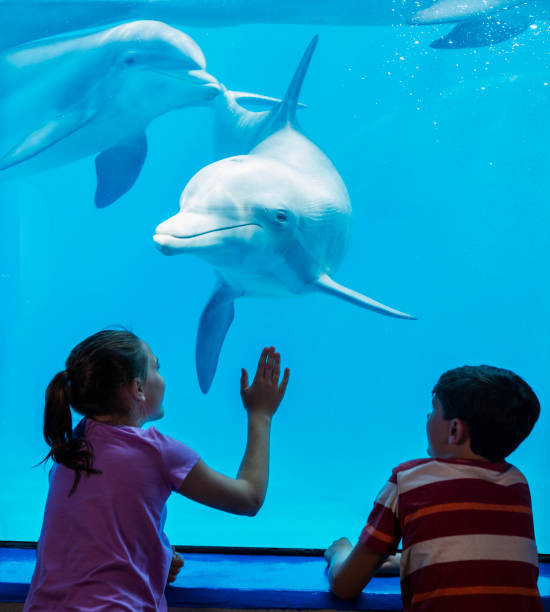 dolphin and children watching each other - dolphin aquarium bottle nosed dolphin smiling imagens e fotografias de stock