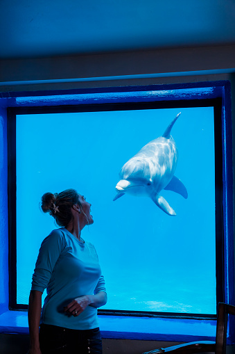 A mid adult woman in her 30s looking at a bottlenose dolphin through an underwater window in the enclosure. The curious and friendly dolphin is looking back at the spectator.