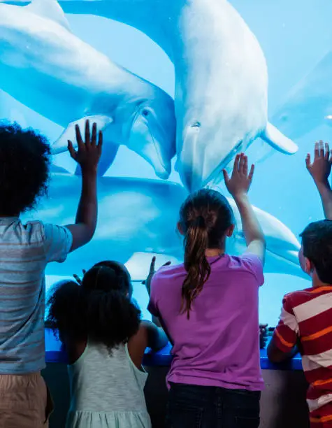 Photo of Multi-ethnic children at the aquarium watching dolphins