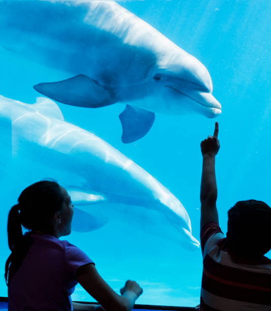 istock Dolphin and children watching each other 950970952