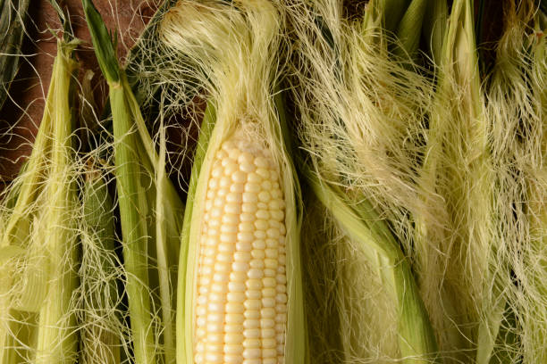 épi de maïs horizontal - corn on the cob corn crop food and drink healthy eating photos et images de collection