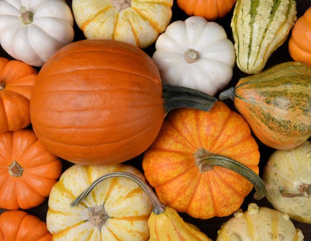 istock Group of assorted pumpkin, gourds and squash 950978894