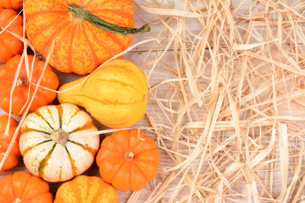 istock Ornamental Gourds WhiteTable Straw 950979050
