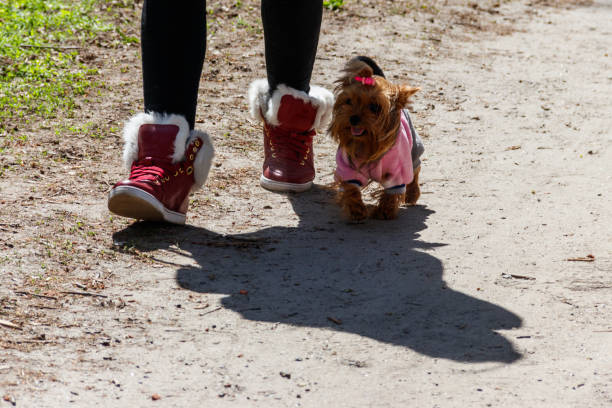 Yorkshire Terrier dressed in a dog clothes in a park