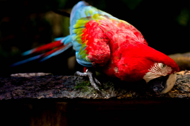 istock Brazilian Wild Fauna 950983282