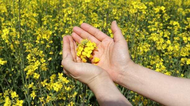 istock A woman wrapped in yellow rape flowers with her hands. 950985868