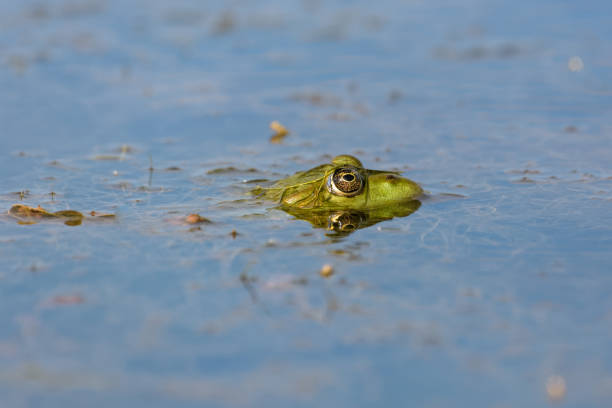 istock european brown frog in a pond 950988004