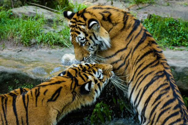 istock Juvenile siberian tigers fighting in water 950988048