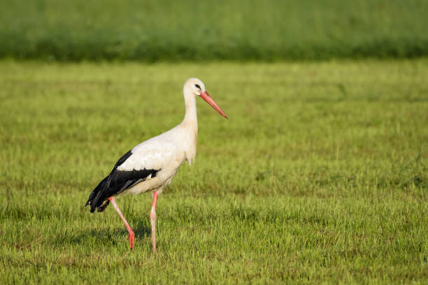 istock European stork hunting in a flooded meadow 950988096