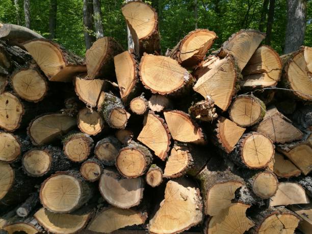 istock Pile of wood for background 950988154