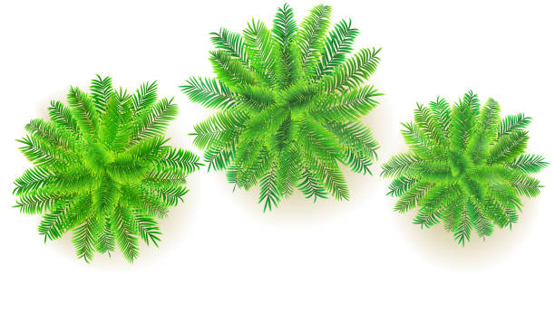 ilustraciones, imágenes clip art, dibujos animados e iconos de stock de conjunto de verdes palmeras, vector ilustración 3d aislado sobre fondo blanco. vista superior en ramas de árboles de coco. árboles exóticos de la selva para su proyecto de diseño - top