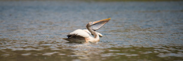 istock Pelican Swimming On River 950991340