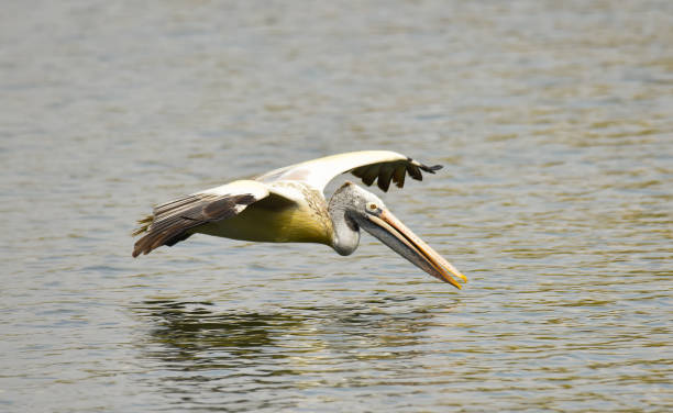 istock Pelican Flying Over The Water 950991356