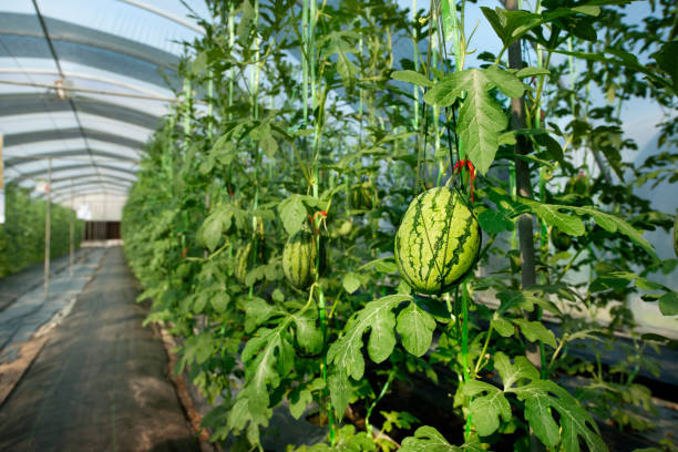 watermelon in greenhouse stock photo