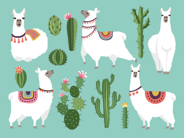 Illustrations of funny llama. Vector animal in flat style Illustrations of funny llama. Vector animal in flat style. Alpaca character and lama, nature wildlife llama stock illustrations
