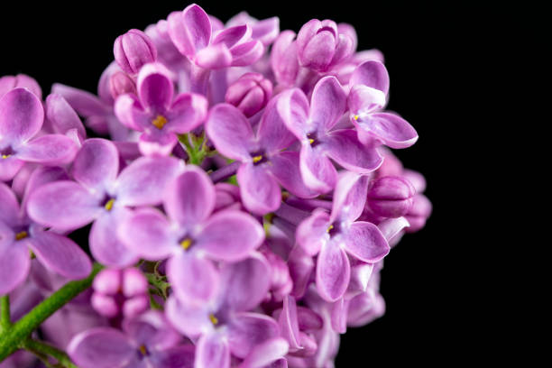 istock Purple Lilac Flowers 950999770