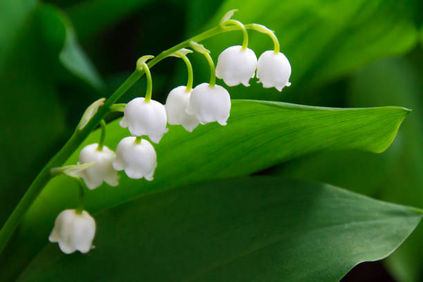 Pure white beautiful lily of the valley stock photo