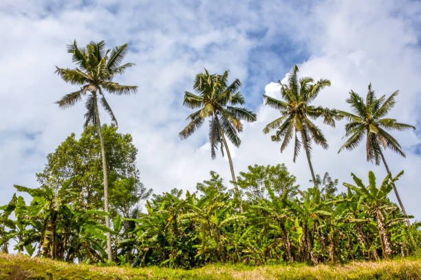 istock Four Palm Trees and Background with Blue Sky 950999804