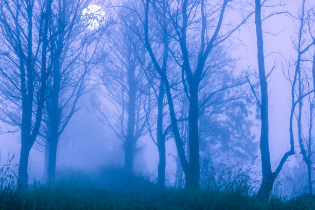 istock Foggy Night Forest and Full Moon 950999894
