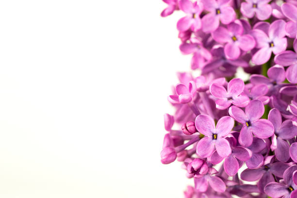 Lilac Flowers Close up