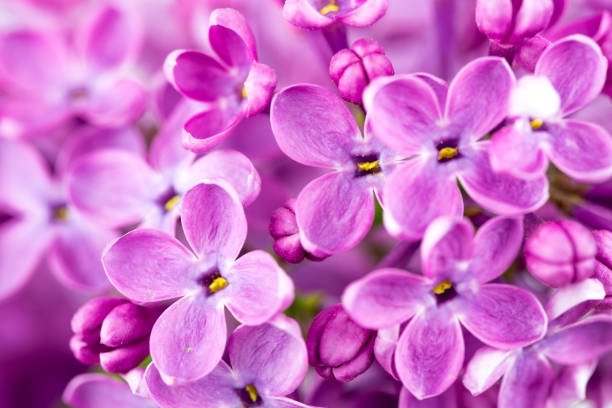 istock Purple Lilac Flowers 951000394
