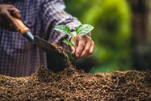 istock Plant a tree Passion fruit Strong seedlings,Planting young tree by old hand on soil as care and save wold concept 951000898