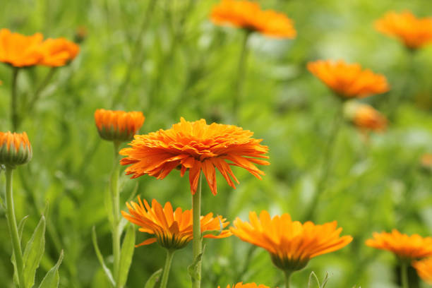 istock Orange pot marigold bloosom - Calendula officinalis field 951001830
