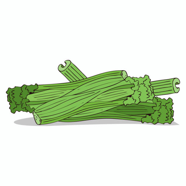 izoluj przyprawy łodyg selera - celery vegetable illustration and painting vector stock illustrations