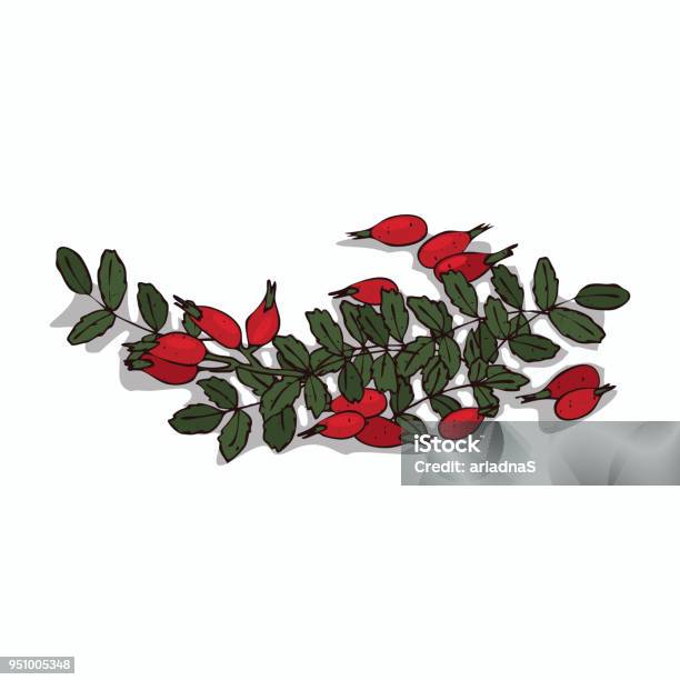 Isolated Clipart Rose Hips Stock Illustration - Download Image Now - Art, Bunch, Cartoon