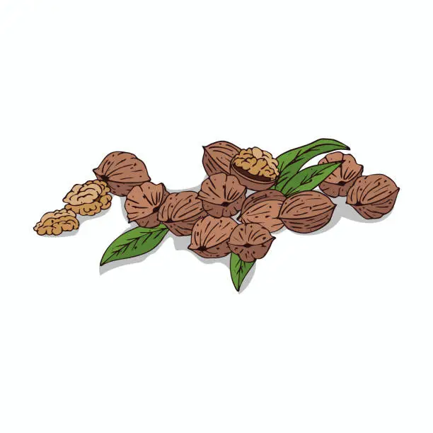 Vector illustration of Isolated clipart Walnut