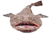 seeteufel.jpg?b=1&s=170x170&k=20&c=AEs9rbXssXYe8sTypgwmDApleAN96t9dEeTflxgvJw8=