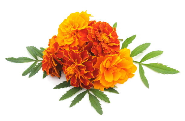 istock Bouquet orange flowers. 951006950