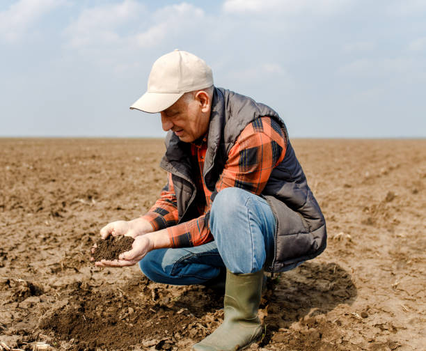 istock Senior farmer in field holding and examining soil in his hands. 951007322