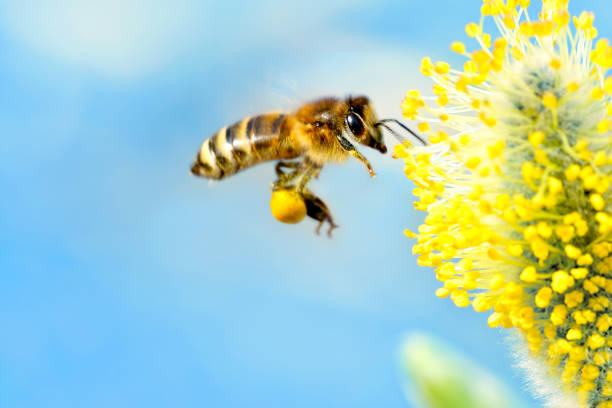 Bee gathering nectar (with copyspace) Close-up of a bee flying to a willow tree blossom going to gather nectar. Blue sky background, much space for copy. pollination stock pictures, royalty-free photos & images