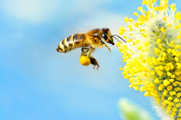 Photo of Bee gathering nectar (with copyspace)