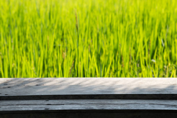 istock Close up rice in the field. 951007492