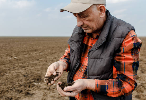 istock Senior farmer in field holding and examining soil in his hands. 951007588
