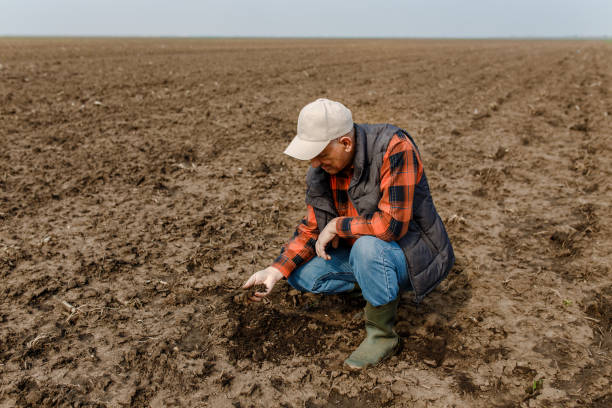 istock Senior farmer in field holding and examining soil in his hands. 951007686
