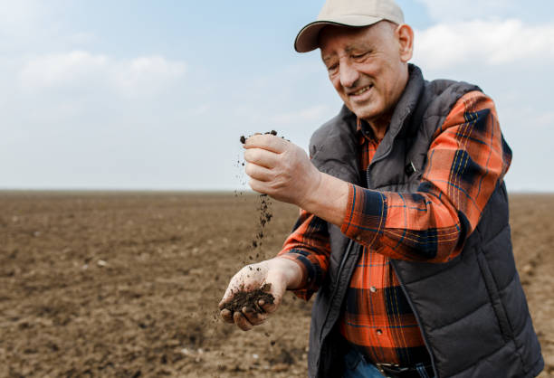 istock Senior farmer in field holding and examining soil in his hands. 951007814