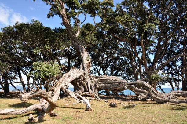 istock New Zealand North Island 951011016