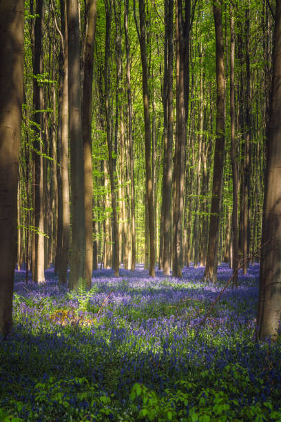 der blaue zauberwald. hallerbos, belgien - wildflower lush foliage outdoors campanula stock-fotos und bilder