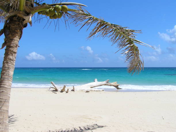 istock Palm trees on the Negril coast 951016886