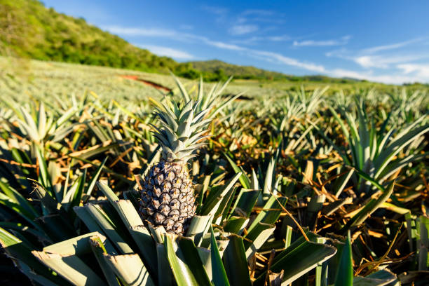 Pineapple tropical fruit in summer farm