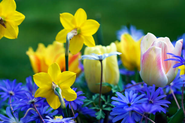 Tulips and anemones, Germany, Eifel.Please see more similar pictures of my portfolio. Thank you!