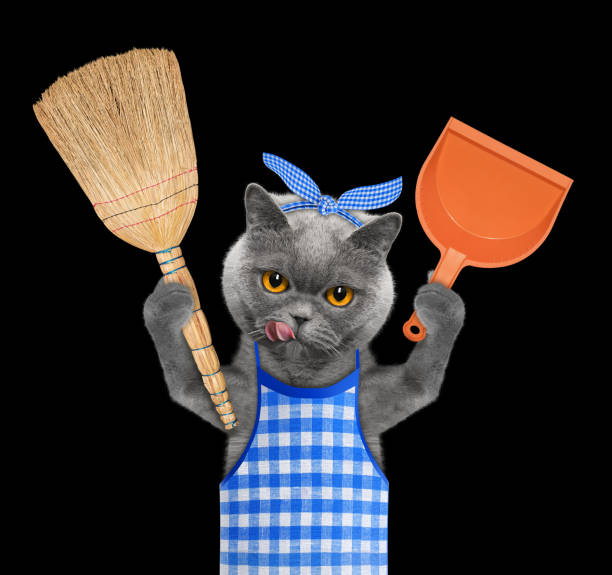 istock Cat holds broom and scoop in paws. Isolated on black 951017356