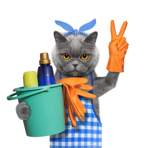 istock Cat in apron doing household chores. Isolated on white 951017512